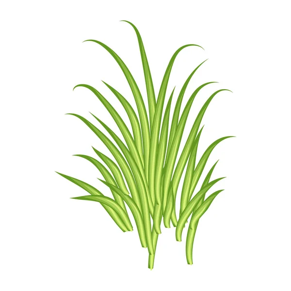 Groen Gras Geïsoleerd Witte Achtergrond — Stockvector
