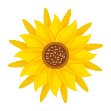 beyaz arkaplanda izole edilmiş ayçiçeği, vektör illüstrasyonu.