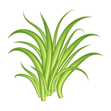 Beyaz arkaplanda yaprakları olan yeşil bitki