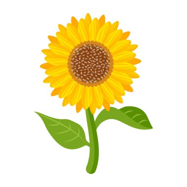 beyaz arkaplanda izole edilmiş ayçiçeği