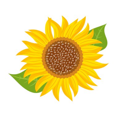 Beyaz arkaplanda izole edilmiş ayçiçeği