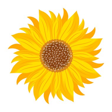 Beyaz arkaplanda izole edilmiş ayçiçeği