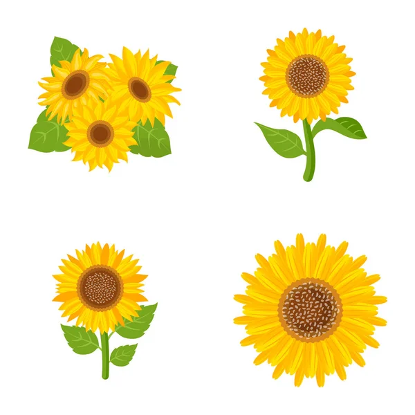 Set Sunflowers Leaves Isolated White Background Vector Illustration — Stock Vector