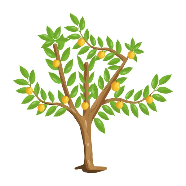 Portakal Ağacı Vektör Çizim — Stok Vektör