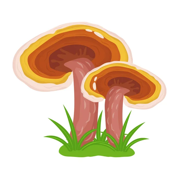 Cogumelos Ilustração Vetorial Isolado Fundo Branco —  Vetores de Stock