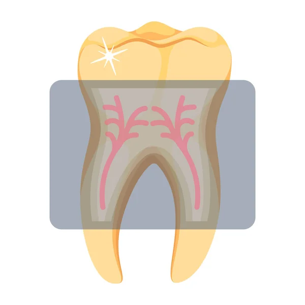 Icono Del Diente Atención Odontológica Salud Diseño Aislado Ilustración Vectorial — Vector de stock
