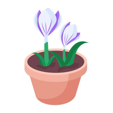 Saksıda çiçek açan güzel çiçekler 