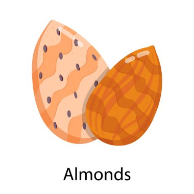 badem fındık vektör illüstrasyonu izole