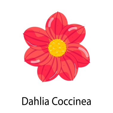 Beyaz arkaplanda Dahlia Coccinea çiçeğinin çizimi