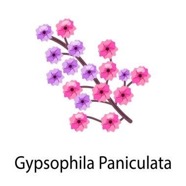 Gypúila Paniculata şubesi. vektör illüstrasyonu.