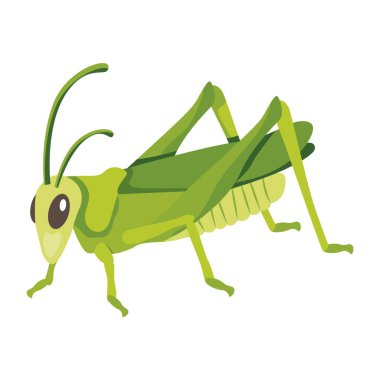 Beyaz arkaplanda izole edilmiş çizgi film çekirgesi, vektör illüstrasyonu