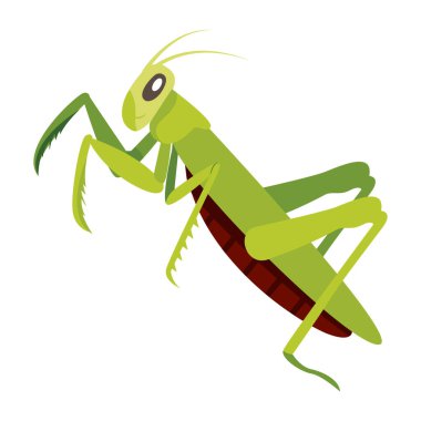 Yeşil mantis, illüstrasyon, beyaz arka plan vektör