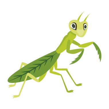 Beyaz arkaplanda izole edilmiş çizgi film çekirgesi, vektör illüstrasyonu