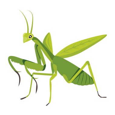 Beyaz arkaplanda izole edilmiş çizgi film çekirgesi, vektör illüstrasyonu