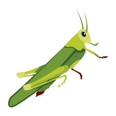 Beyaz arkaplanda izole edilmiş çizgi film çekirgesi, vektör illüstrasyonu