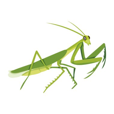 Beyaz arkaplanda izole edilmiş çizgi film çekirgesi, vektör illüstrasyonu