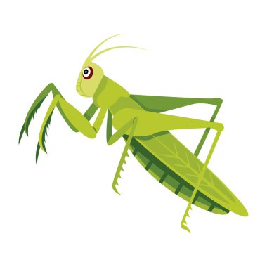 Beyaz arkaplanda izole edilmiş çizgi film çekirgesi, vektör illüstrasyonu