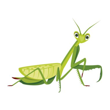 Yeşil mantis, illüstrasyon, beyaz arka plan vektör