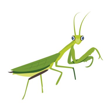 Beyaz arkaplanda izole edilmiş çizgi film çekirgesi, vektör illüstrasyonu