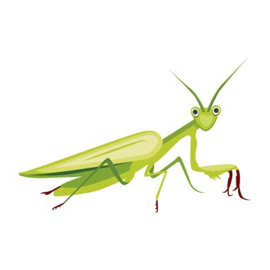 Beyaz arkaplanda izole edilmiş çizgi film çekirgesi, vektör illüstrasyonu