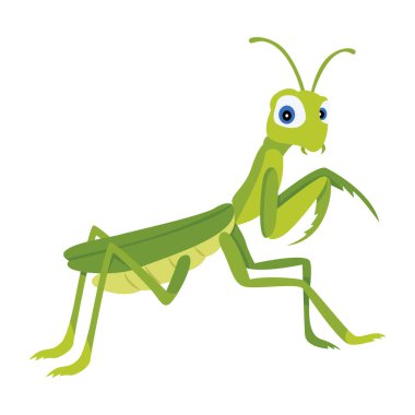 Yeşil mantis, illüstrasyon, beyaz arka plan vektör