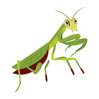 Yeşil mantis, illüstrasyon, beyaz arka plan vektör
