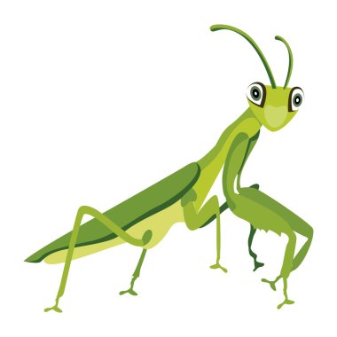 Yeşil mantis, illüstrasyon, beyaz arka plan vektör