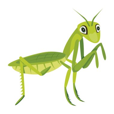 Yeşil mantis, illüstrasyon, beyaz arka plan vektör
