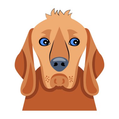 Beyaz arka planda izole edilmiş şirin köpek cinsi..