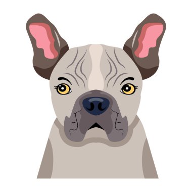 bulldog vektör illüstrasyonu