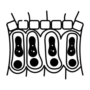 Epitelyumun yarım yamalak bir simgesi