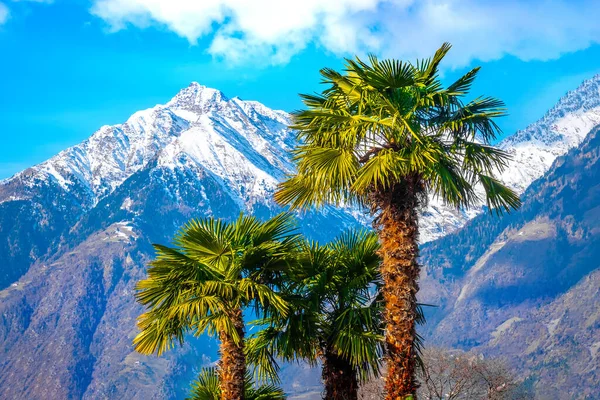 palm tree snow mountain - summer and winter blend - palms and mountains with snow background .