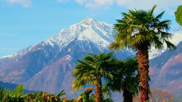 棕榈树雪山 夏季和冬季混合 棕榈和雪山背景 — 图库视频影像