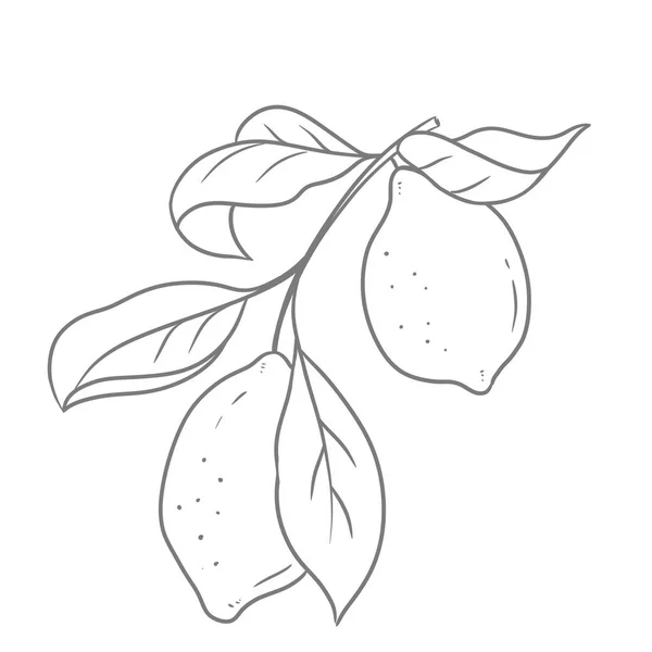 Limón Brunch Boceto Dibujado Mano — Foto de Stock
