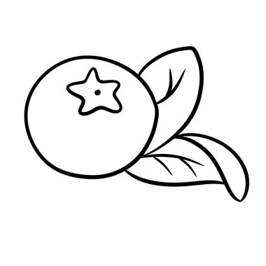 Yaban mersini dalı El Çizimi Çizimi