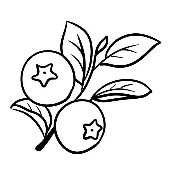 Blueberry Branch Boceto Dibujado Mano —  Fotos de Stock