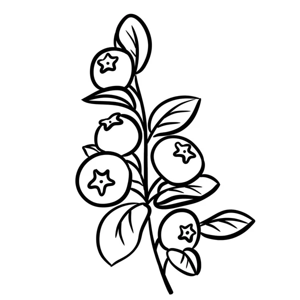 Blueberry Branch Boceto Dibujado Mano — Foto de Stock