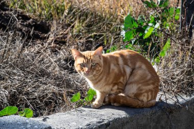 Kırsalda turuncu tekir kedi