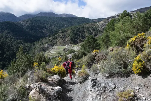 stock image hikers descending a path surrounded by vegetation, pine trees, and broom.