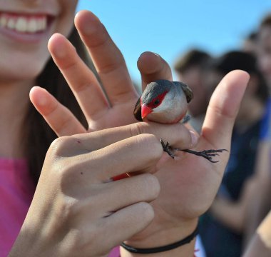 Kingfisher adında bir kuşu tutan el.