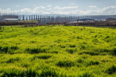 Green grass meadow with bare leafless poplars in the background clipart