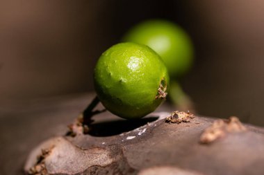 Egzotik meyve. Jaboticaba ağacının gövdesinde büyüyen yeşil jaboticaba. Jaboticaba, Brezilya 'nın yerli üzüm ağacı. Tür Plinia cauliflora. Tipik egzotik yaz meyvesi. Gastronomi.