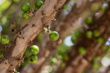 Egzotik meyve. Jaboticaba ağacının gövdesinde büyüyen yeşil jaboticaba. Jaboticaba, Brezilya 'nın yerli üzüm ağacı. Tür Plinia cauliflora. Tipik egzotik yaz meyvesi. Gastronomi.