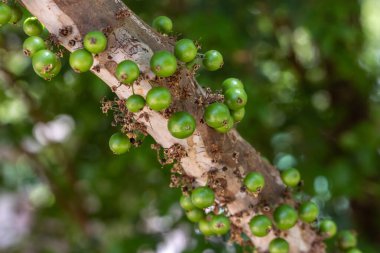 Egzotik meyve. Jaboticaba ağacının gövdesinde büyüyen yeşil jaboticaba. Jaboticaba, Brezilya 'nın yerli üzüm ağacı. Tür Plinia cauliflora. Tipik egzotik yaz meyvesi. Gastronomi.