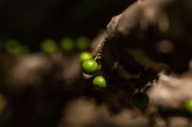 Egzotik meyve. Jaboticaba ağacının gövdesinde büyüyen yeşil jaboticaba. Jaboticaba, Brezilya 'nın yerli üzüm ağacı. Tür Plinia cauliflora. Tipik egzotik yaz meyvesi. Gastronomi.