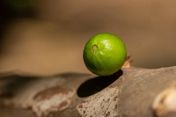 Fruta Exótica Jaboticaba Verde Que Crece Tallo Del Árbol Jaboticaba — Foto de Stock