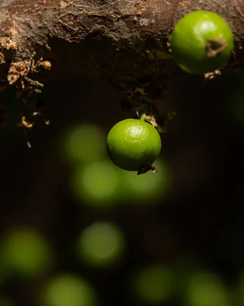 Fruta Exótica Jaboticaba Verde Crescendo Caule Árvore Jaboticaba Jaboticaba Árvore — Fotografia de Stock