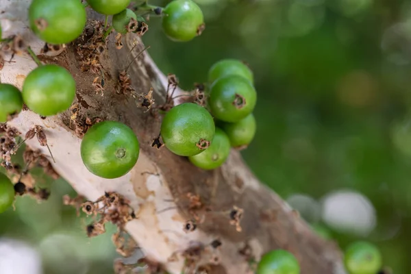エキゾチックな果物だ ジャボティカバの木の茎に緑色のジャボティカバが成長します ジャボティカバ Jabticaba はブラジル原産のブドウの木 種プリニアカリフォリア 典型的なエキゾチックな夏の果物 天文学 — ストック写真
