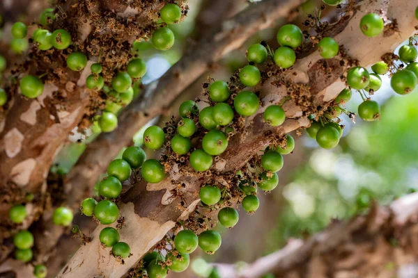 Exotic fruit. The green jaboticaba growing on the stem of the jaboticaba tree. Jaboticaba is the native Brazilian grape tree. Species Plinia cauliflora. Typical exotic summer fruit. Gastronomy.