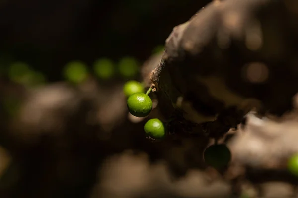 Fruta Exótica Jaboticaba Verde Que Crece Tallo Del Árbol Jaboticaba — Foto de Stock